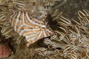 Radial filefish. by Mehmet Salih Bilal 